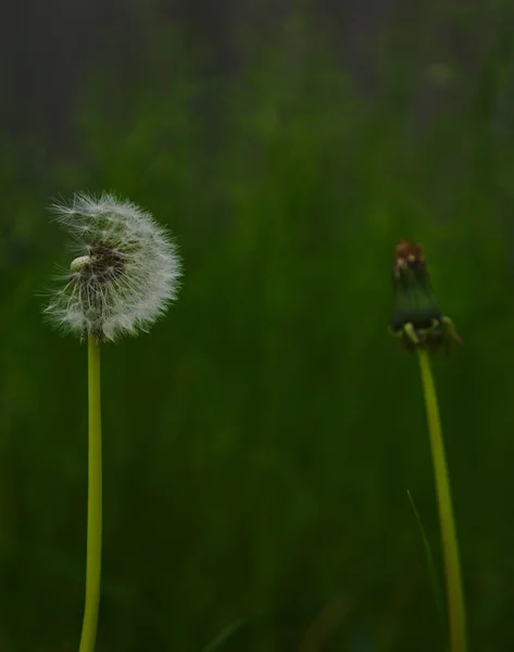 Zbliżenie Dandelion Częściowo Rozdarty — Zdjęcie stockowe