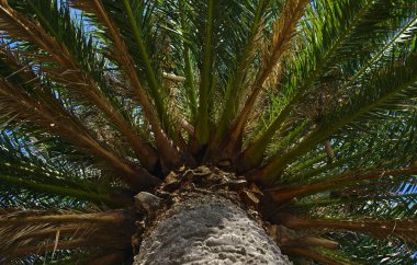 Bir palmiye ağacının alt görünümü kapatın