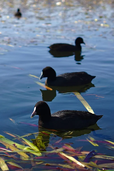 Vista Cerca Fila Aves Coot Negras Euroasiáticas —  Fotos de Stock