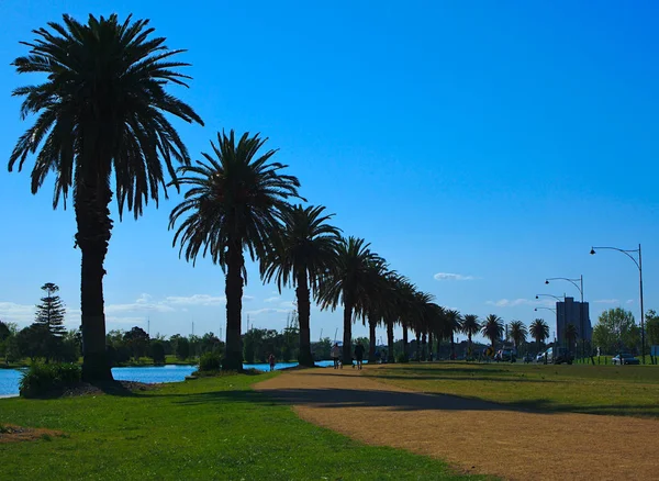 Linhas Silhuetas Palmeiras Albert Park Lake — Fotografia de Stock