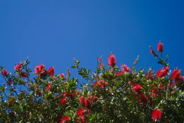 Bottle brush flowers on sunny day with blue sky background clipart