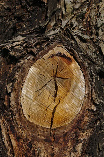 Zblízka Pohled Sekané Strom Plný Rám Hnědé Barvy — Stock fotografie