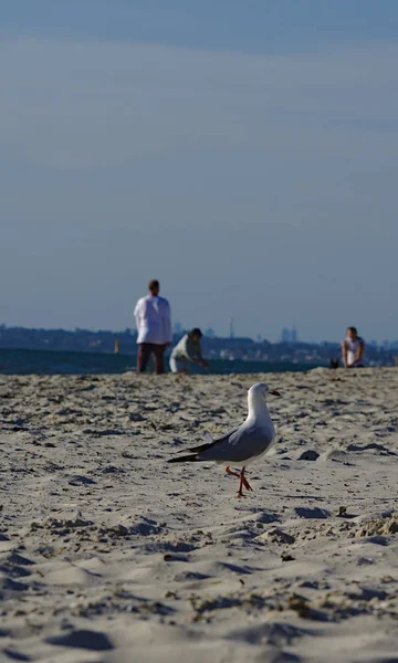 Seagull Beach Sand Sunny Day Blurred People Background — Stock Photo, Image