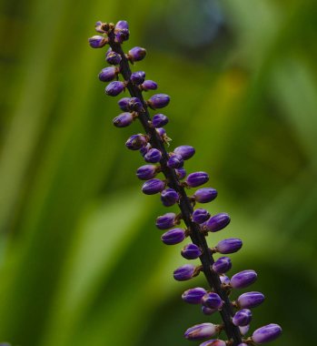 Mor çiçek acı bakla çiçek usulca bulanık yeşil arka plana sahip