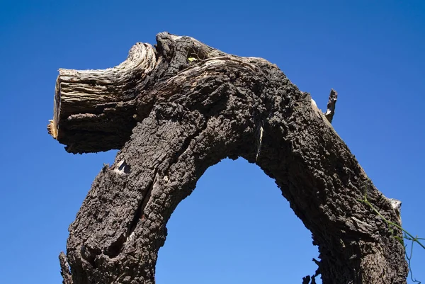 Vue Rapprochée Branche Arbre Voûtée Avec Fond Bleu Ciel — Photo