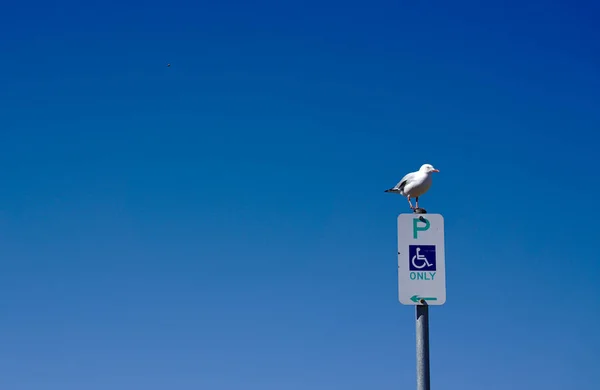 海鸥鸟在停车标志以蓝天背景 — 图库照片