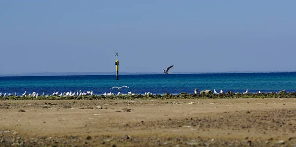 Aves Gaviota Playa Con Agua Azul Azul — Foto de Stock