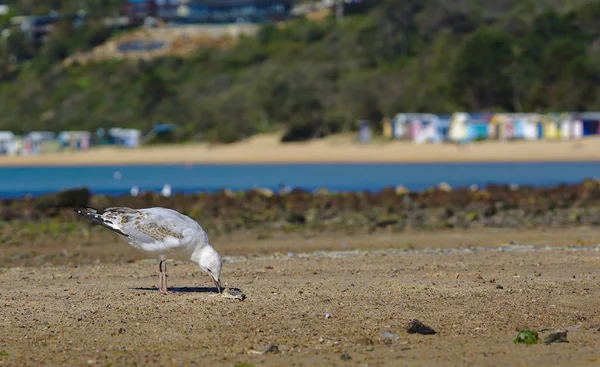 Close View Seagull Pecking Food Sand — Stock Photo, Image