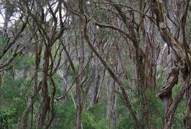 Yakın orman orta kısmı ile lots-in sıska ağaçlar bak