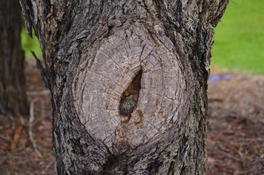 Görünümü kadar yakın eski ağaç brunch ile doğal arka plan usulca bulanık doğranmış