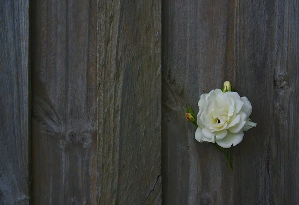 Fleur Rose Blanche Sauvage Poussant Hors Clôture Bois — Photo