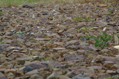 Çakıl taşları ve taşlardan oluşan zemin yüzey yoluna yakından bakın.