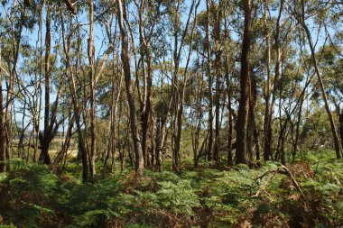Uzak mavi gökyüzü arka plan ile ormanda uzun ağaçlar görünümünü