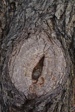 Tam kare görünümü eski ağaç dalı kahverengi ve gri renklerde doğranmış.