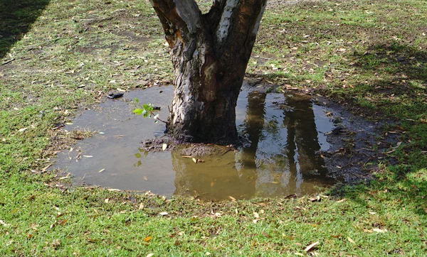 Puddle of dirty brown water flooding under tree surrounded with green grass