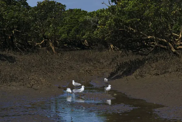 白天水面上有几头白色和灰色的海鸥被泥包围 — 图库照片