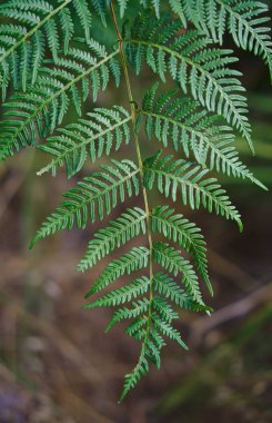 Yeşil Noel ağacı yaprak yumuşak bulanık doğal arka plan görünümünü kapat