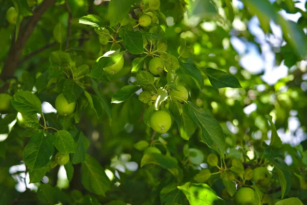 Vista Marco Completo Del Manzano Verde Con Montón Manzanas Creciendo — Foto de Stock