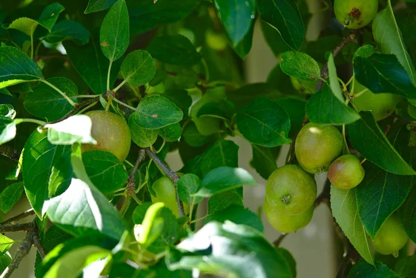 Vue Plein Cadre Pommier Vert Avec Plusieurs Pommes Croissance — Photo