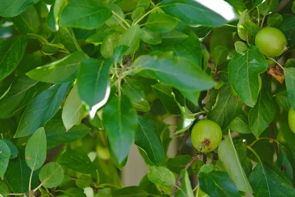 Vista Marco Completo Del Manzano Verde Con Montón Manzanas Creciendo — Foto de Stock