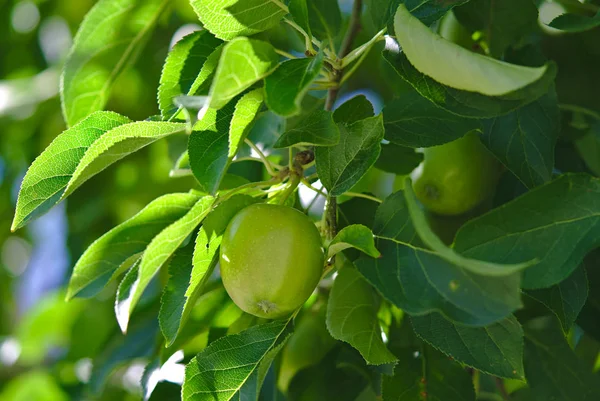 Vista Perto Macieira Verde Com Poucas Maçãs Crescendo — Fotografia de Stock