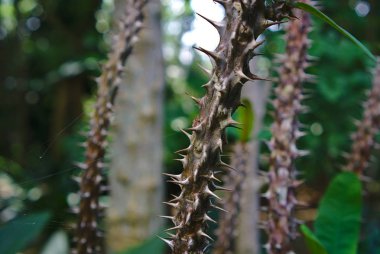 Gül dikenli doğal arka plan bulanık ile makro görünümü