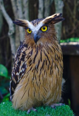 Kahverengi ve siyah renk sarı gözlü baykuş görünümünü kapat