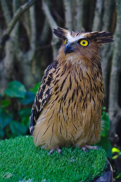 Owl Brown Black Color Standing Green Grass Looking Left Side — Stock Photo, Image