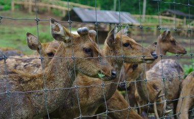 Geyikler üzülmüş metal kafes arkasında
