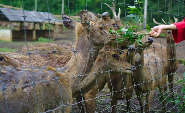 Bölümü insan el geyikler bitkiler ile kafeste besleme