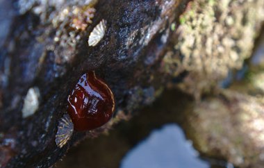 Parlak kahverengi yumuşakça