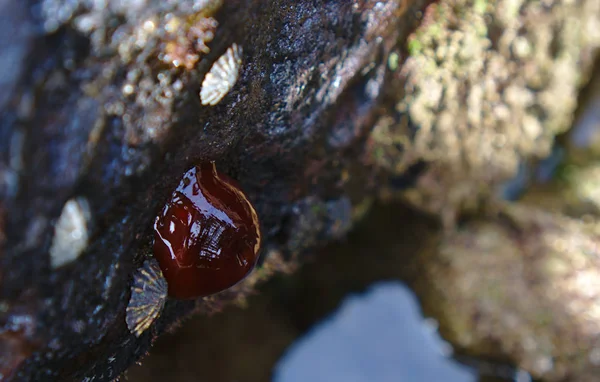 Molusco marrón brillante —  Fotos de Stock