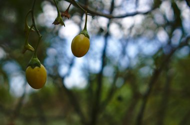 Işık sarı renkte iki küçük yabani meyveler