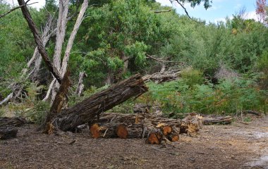 Kıyılmış ağaç ve kuru toprak zeminde günlükleri