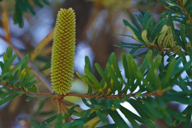 Sarı şişe fırça çiçek