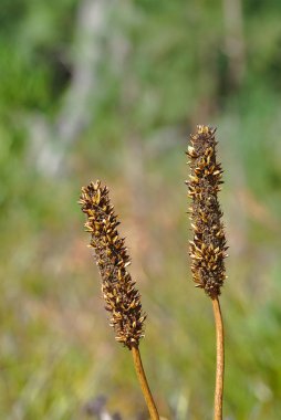 Sarı şişe fırça çiçekler öldüğü