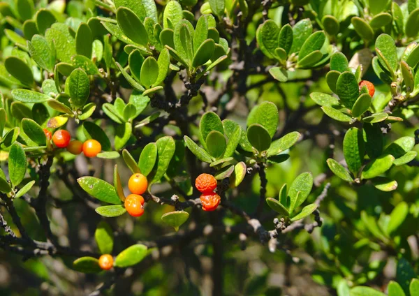 Frutos silvestres pequenos na cor laranja clara — Fotografia de Stock