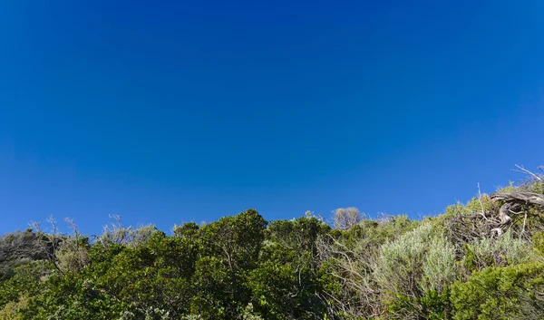 푸른 하늘 및 야생 식물 — 스톡 사진