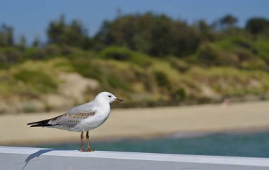 Denizde seyir martı