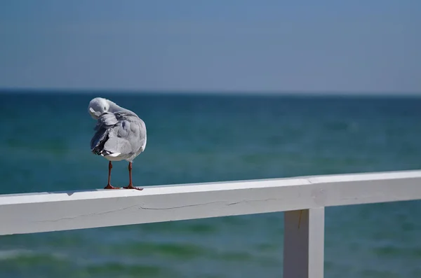 Gaivota pássaro limpar-se em cerca branca com o mar suavemente borrado no fundo — Fotografia de Stock
