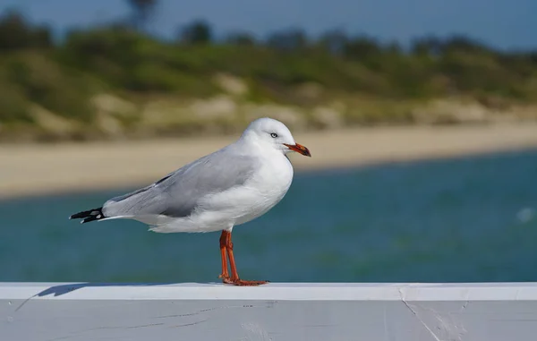 Möwe schaut aufs Meer — Stockfoto