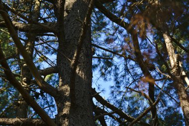 Büyük ağaç çok dallı ile