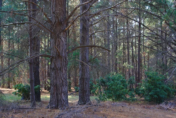 Träd i forrest — Stockfoto