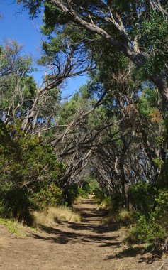 Ormanda yol yürümek gibi tünel