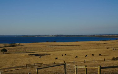 Siyah inekler otlatma çim Makinası