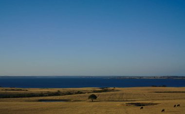 Siyah alanda otlayan inekler