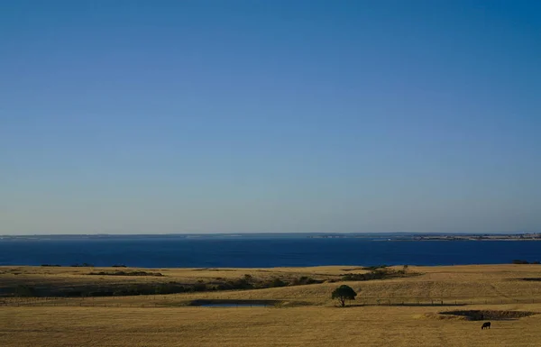 Море і суха трава — стокове фото