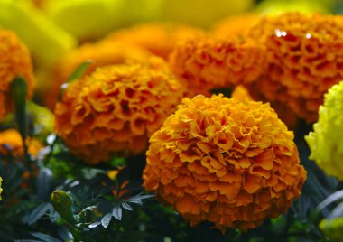 Turuncu top şeklinde yuvarlak Dahlia çiçekler