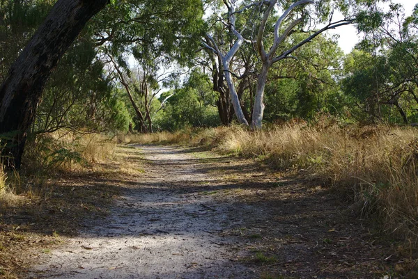 Sendero a pie en el bosque — Foto de Stock