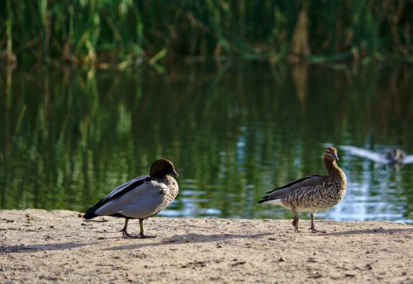 İki gri ördek — Stok fotoğraf
